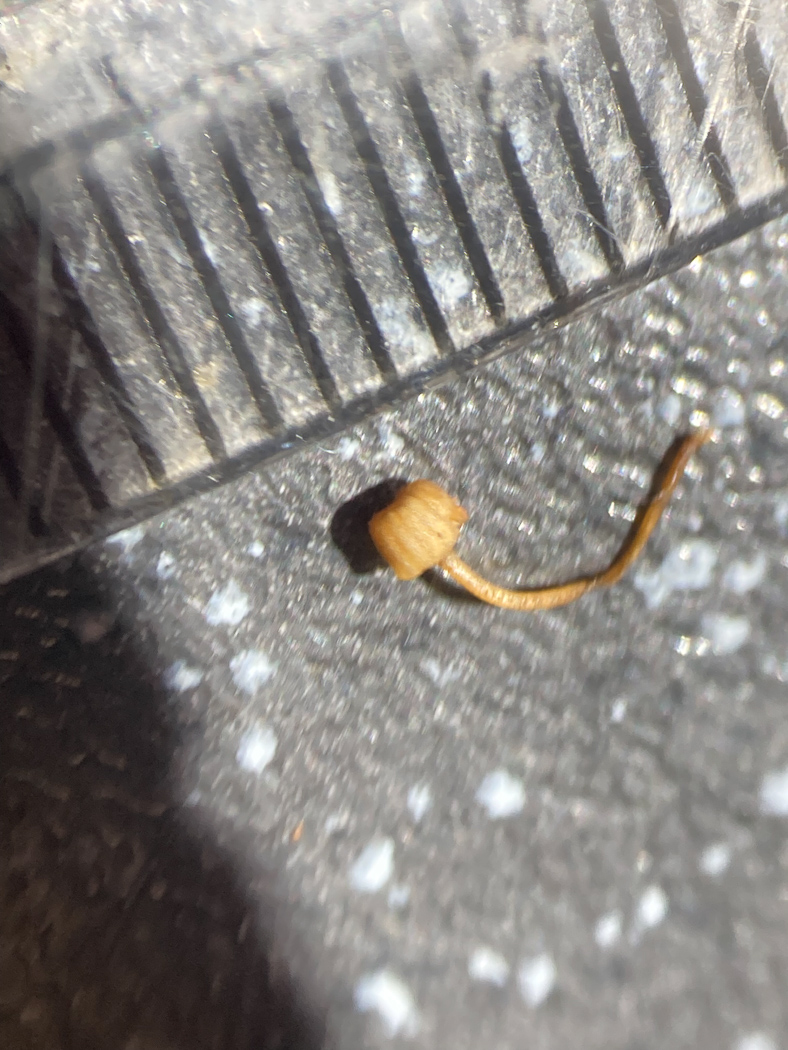 Photo © Russell Ness Mycena picta by Russell Ness